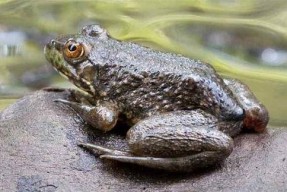 娱乐吃瓜酱牛蛙,揭秘娱乐圈那些鲜为人知的幕后故事